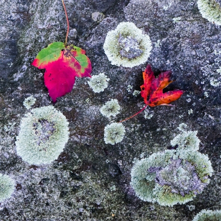 Fall leaves on stone