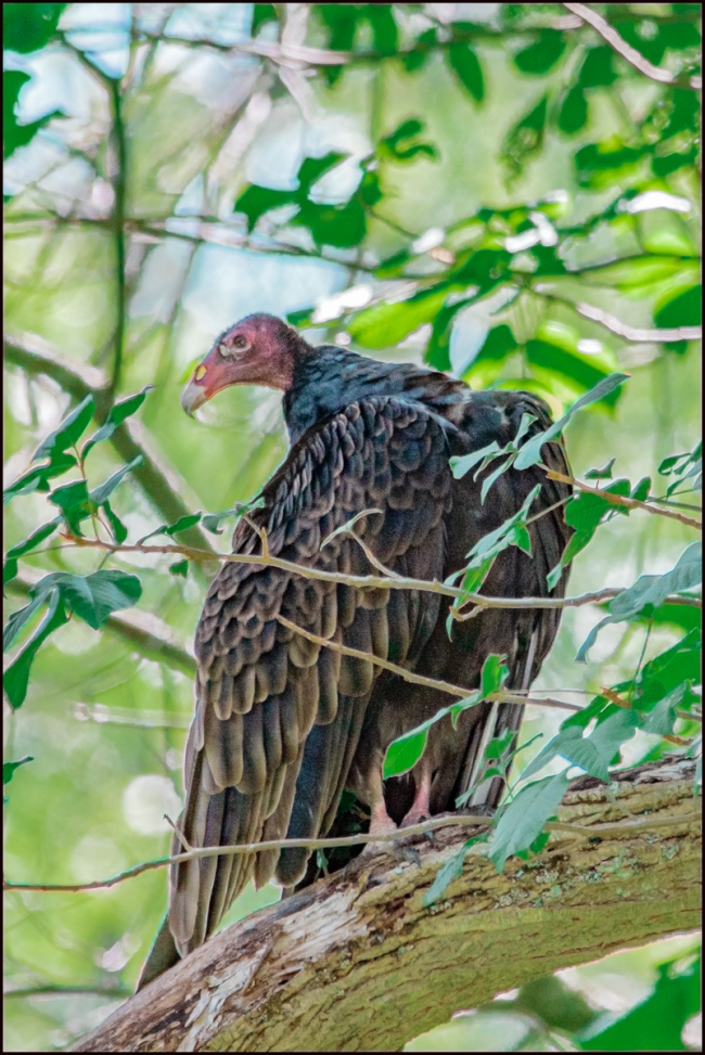 turkeyvulture-1