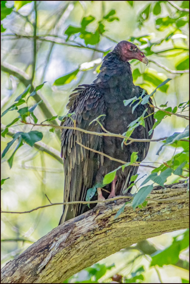 turkeyvulture-2