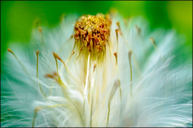 yellowsowthistle-1