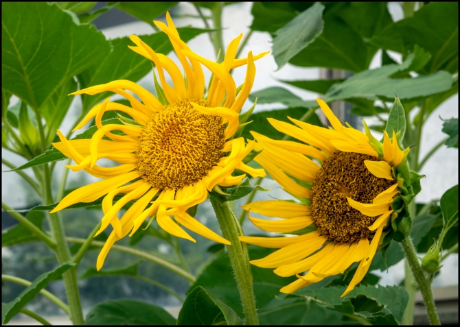 peekskillsunflower-1-of-1