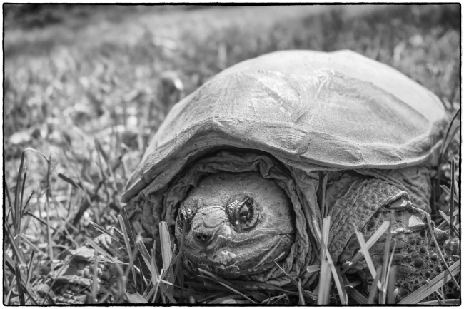 snappingturtle-1