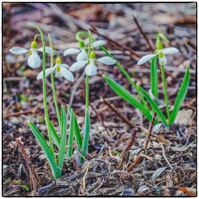 springflowers-2