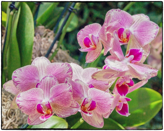 orchidshow2-2