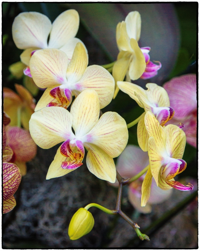 orchidshow3-3