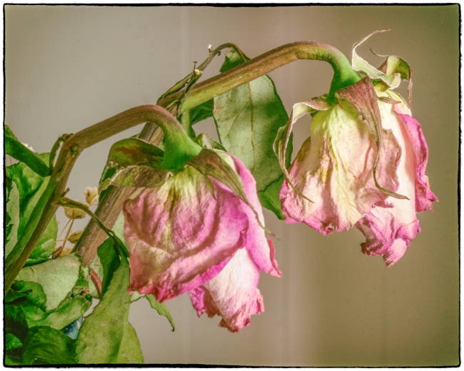 Wilting Flowers Photography, Images and Cameras